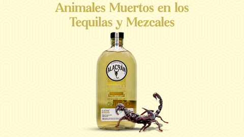 ¿Te animarías a probar uno? Los tequilas y mezcales con gusanos y escorpiones - Licores Medellín